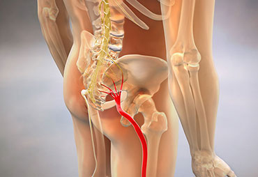 sciatic nerve